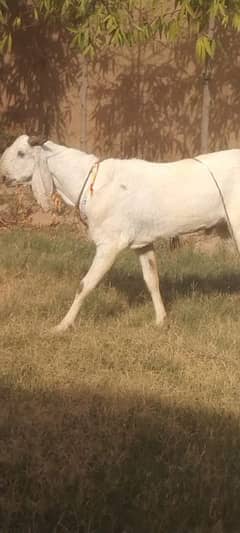 Bakra