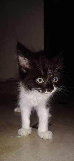 pure persian cat hai 5 coat h shyd 3 colour shade paar rahy h is m