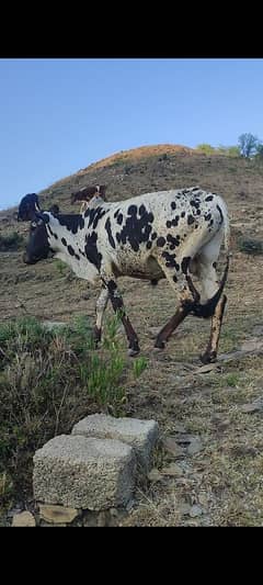 bull/wachy,for qurbani 2025