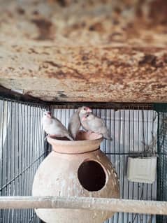 I'm urgently selling my Silver Java Breeder pair with 3 chikes