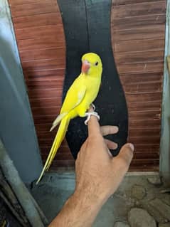 yellow ringneck