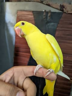 yellow