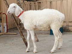 Baby Sheep Chakki wala dumba ,white sheep goat , Fatehjangi dunba