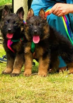 gurman shaft Dog puppy My WhatsApp 03015880301