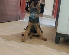 German