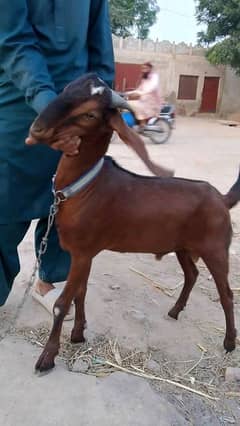 Bakry For Slae Chak No 253 GB Khutran