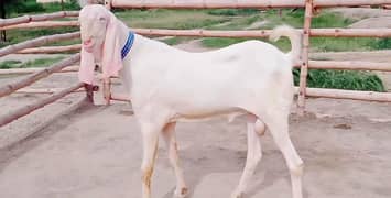 gulabi