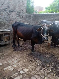 sahiwal