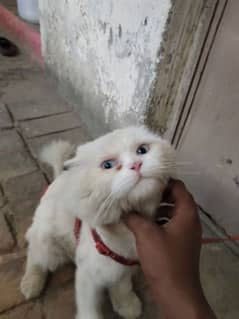 Blue eyes Male