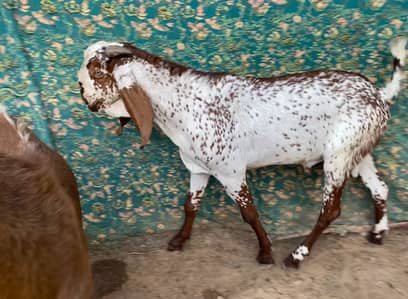 Qurbani Bakray 03336660157