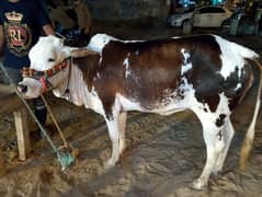 Cow for sale