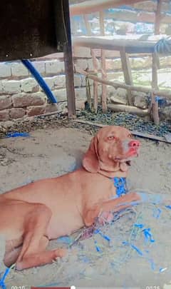 Pointer Dog, Age 14 Month For Sale