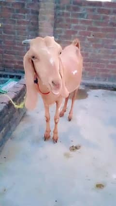 ایک