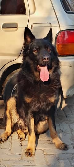 Vaccinated,Non pedigree,German+Beljum,Male,Black Mask, Single court,