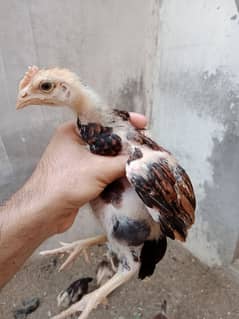 Aseel Chicks