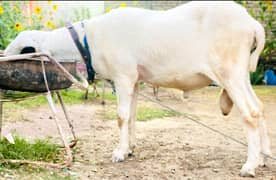 GOAT /BAKRA / MUNDRA GULABI BAKRA/ BAKRA FOR SALE QURBANI 2025