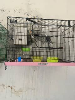cocktail breeder pair