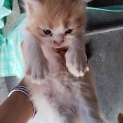 active kittens