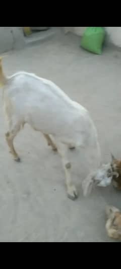 Qurbani