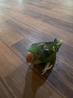Raw alexandrian parrot baby