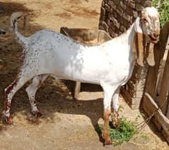 makhi cheni bakra