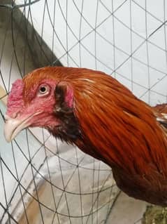 Aseel breeder