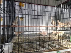 10 per 1 bird free - Washed Top Quality Pied Doves