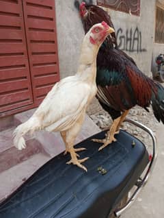 heera madi for sale