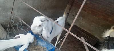 mail goat pair