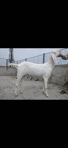 Heavy Bakre for Qurbani