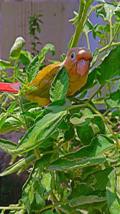 hand tame pineapple conure
