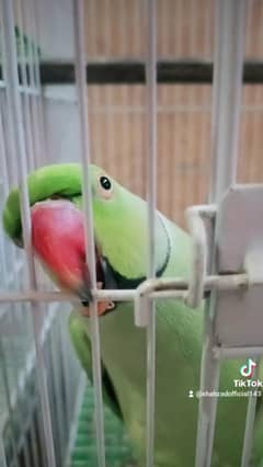 Ringneck parrot full toking handtem