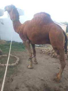 Camel |Qurbani k janwar | اونٹ | Camel For Sale | Qurbani For Sale