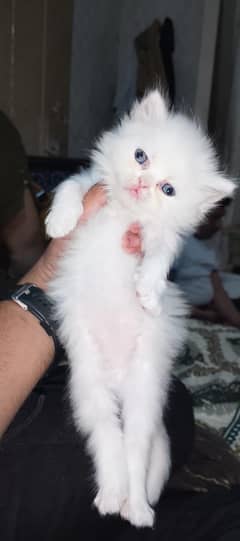 2 Persian Cats for Sale in Your Area: Healthy and Happy Kitties