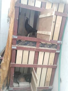 aseel  and dogs  cages
