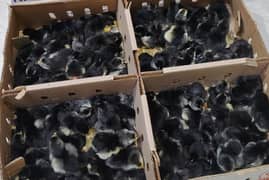 Australorp variety available in whole sale rate . .