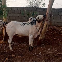 qurbani bachra vacha Fateh jhangi