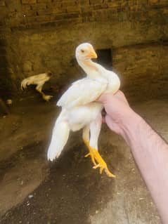 white shamo