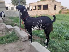 qurbani goat | Goat | bakra | desi goat | desi bakra | bakry | بکرا