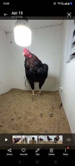 Aseel Murga young bird