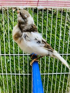 canary male and female available male full singing non stop