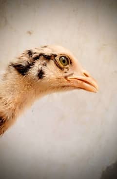 2 male & 1 Female Aseel chicks