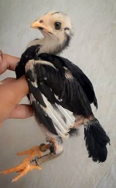 2 male & 1 Female Aseel chicks