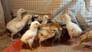 Pure Pakistani Aseel Chicks 03204143422