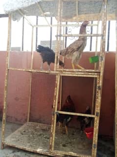 03228055416 3aseel hen+ 1 murga and pure Desi hen with pinjra