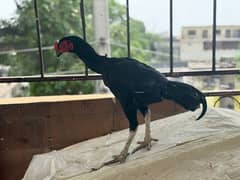 11 mah ka patha black mushka mazboot nali jor ghar ka bacha