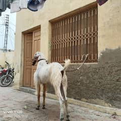 bakra 03007788440