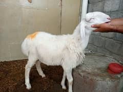 sheep eid 2025 qurbani