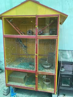 Adrican and Raw parrots