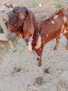 qurbani goat | Goat | bakra | goat | bakra | bakry | بکرا